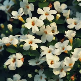 Bacopa monnieri, a memory-supporting botanical in NeuroVera