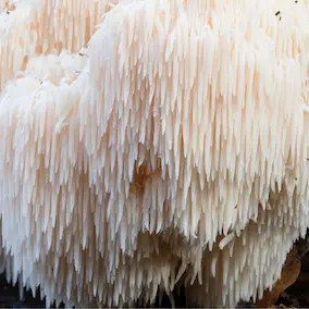 Lion's Mane mushroom, a nerve-growth-factor ingredient in NeuroVera